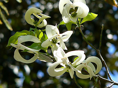 마법산딸나무 사진 - Cornus florida urbiniana Photos