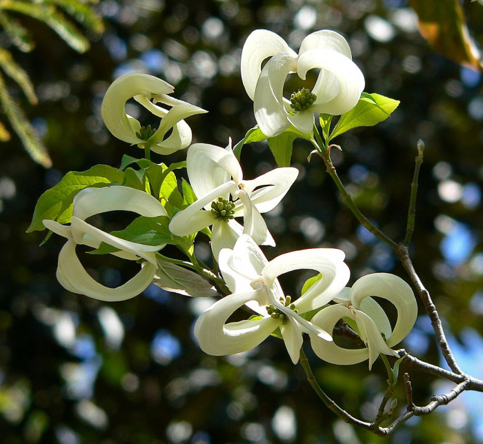 마법산딸나무 - Magic dogwood, Cornus florida urbiniana