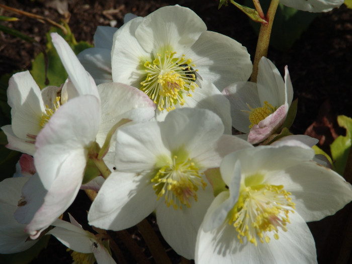 크리스마스로즈 - Christmas rose, Black hellebore, Helleborus niger L.