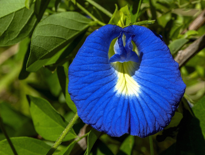 나비완두 - Butterfly pea, Clitoria tematea