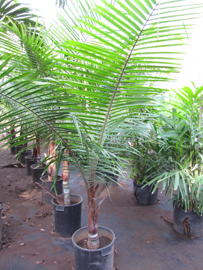 테티베어 야자 - Teddy Bear Palm, Red-stemmed triangular palm, Redneck palm, Dypsis leptocheilos