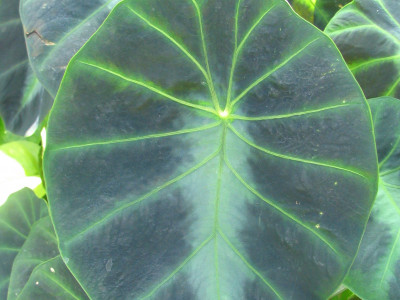 콜로카시아 아피니스 제닝시  사진 - Colocasia affinis \'jenningsii\' Photos
