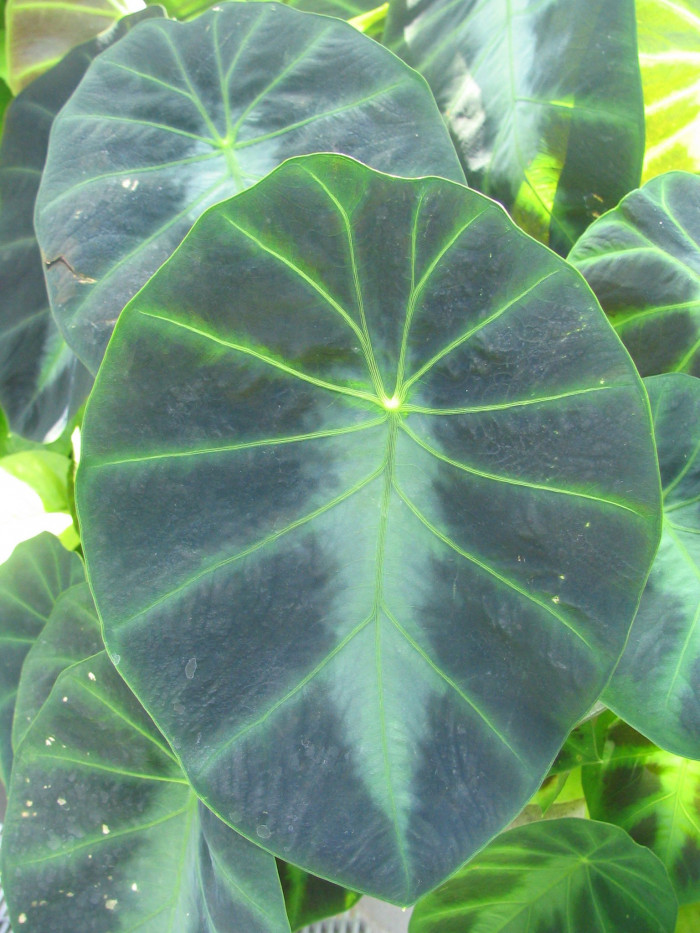 콜로카시아 아피니스 제닝시  - Dwarf Elephant Ear, Colocasia affinis 