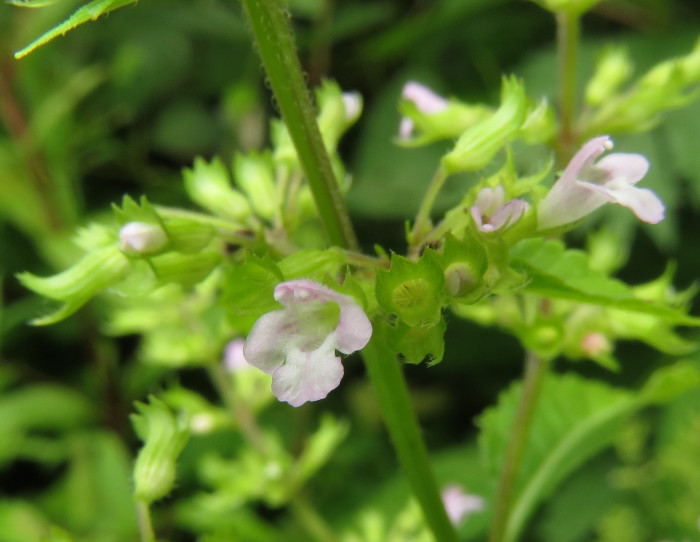 두메층층이 - Clinopodium micranthum (Regel) Hara