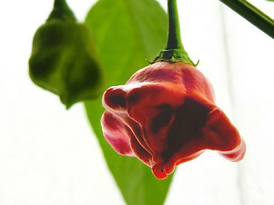 튤립고추 사진 - Capsicum baccatum  var.pendulum Photos