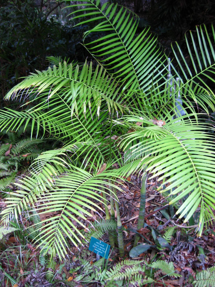 사탕수수야자 - Sugar Cane Palm, Dypsis baronii