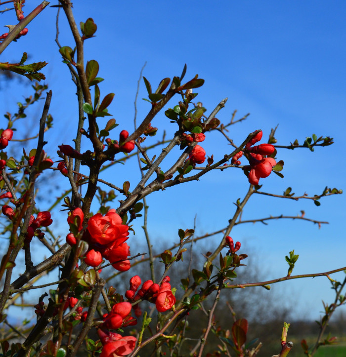 장수매 - Chaenomeles lagenaria cv.