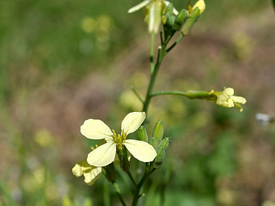서양무아재비 사진 - Raphanus raphanistrum L. Photos