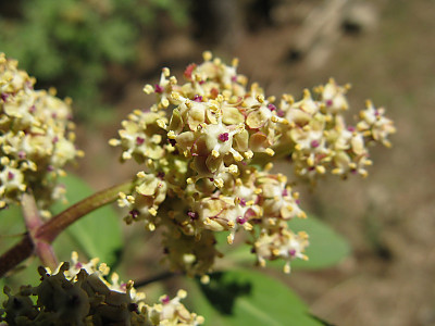 덧나무 사진 - Sambucus sieboldiana (Miq.) Blume ex Graebn. Photos