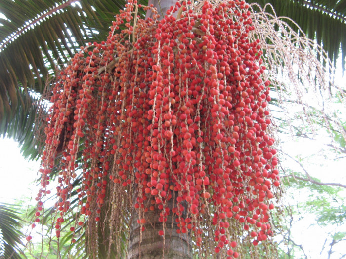 방갈로 야자 - Bangalow palm, king palm, Illawara palm, Archontophoenix Cunninghamiana