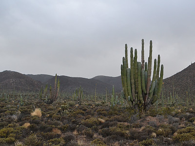 무륜주 사진 - Pachycereus pringlei (S.Watson) Britton & Ros Photos