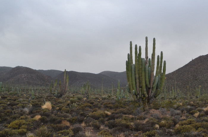 무륜주 - Cardon, Elephant Cactus, Mexican Giant Cactus, Pachycereus pringlei (S.Watson) Britton & Ros