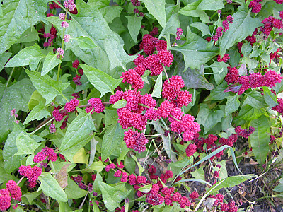 시금치딸기 사진 - Chenopodium capitatum Photos