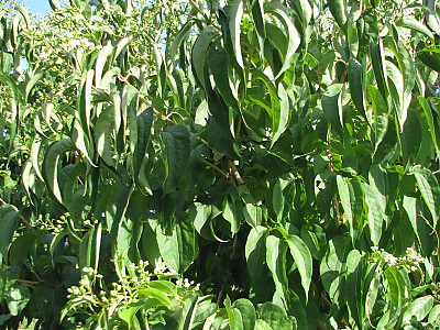 칠자화 사진 - Heptacodium miconioides Photos