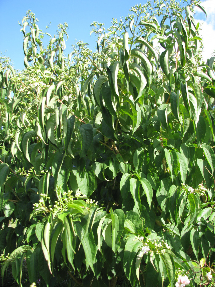 칠자화 - Seven Son Flower, Heptacodium miconioides