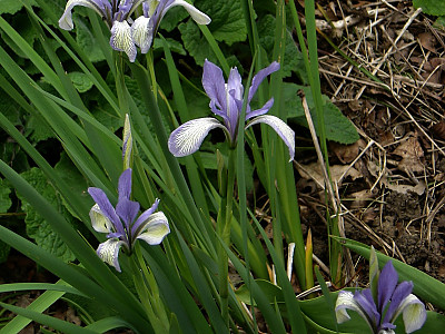 타래붓꽃 사진 - Iris lactea var. chinensis (Fisch.) Koidz. Photos