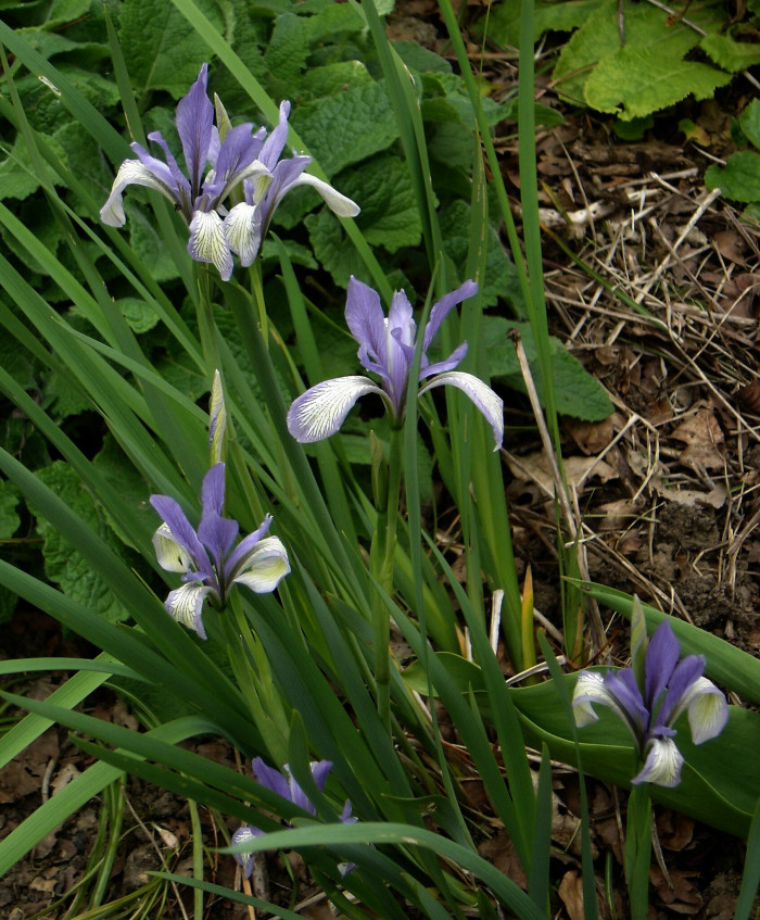 타래붓꽃 - Iris lactea var. chinensis (Fisch.) Koidz.