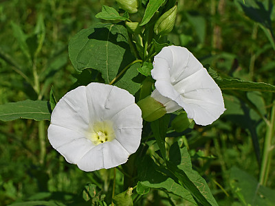 메꽃 사진 - Calystegia japonica Photos