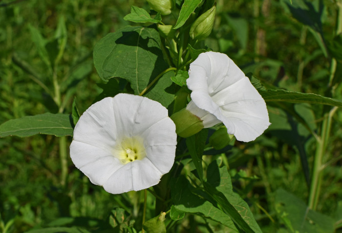 메꽃 - Morning Glory, Calystegia japonica