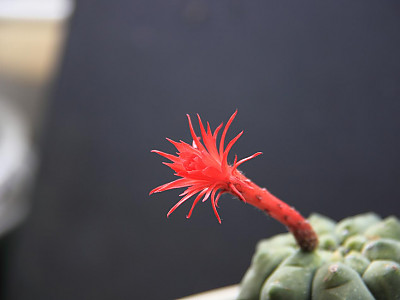 기선옥 사진 - Matucana madisoniorum (Hutchison) G. D. Rowley Photos