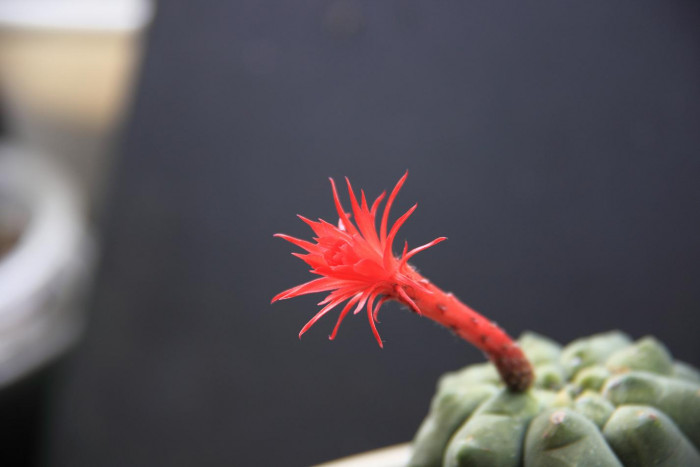 기선옥 - Matucana madisoniorum (Hutchison) G. D. Rowley