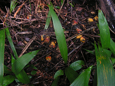 기름야자 사진 - Elaeis guineensis Photos