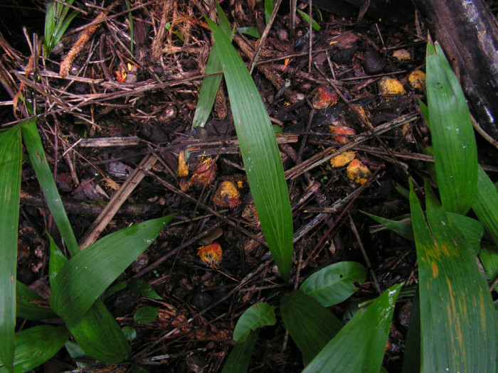 기름야자 - Oil palm, African Oil Palm, Elaeis guineensis