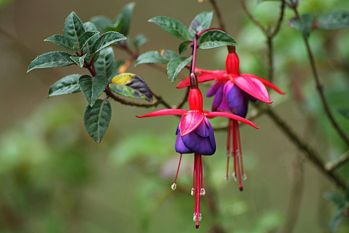 후쿠시아 - Common garden fuchsia, Fuchsia spp.