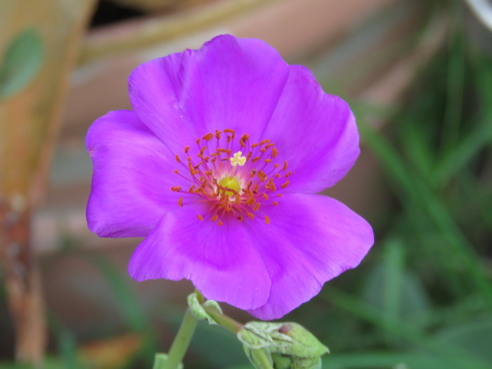 칼란드리니아 - Calandrinia spp.