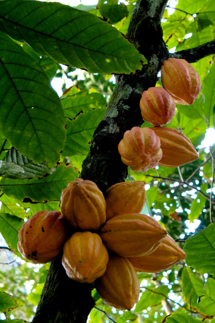 카카오 - Cacao tree, cocoa tree, Theobroma cacao