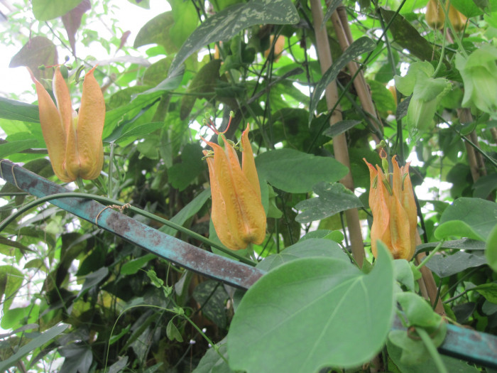 시계초 - passion flower, Passiflora caerulea