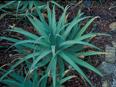 아가베 브락테오사 사진 - Agave bracteosa Photos