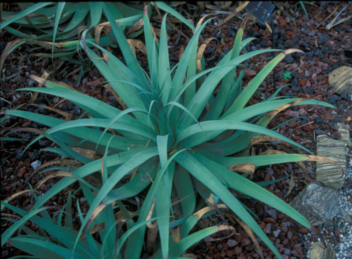 아가베 브락테오사 - Agave bracteosa