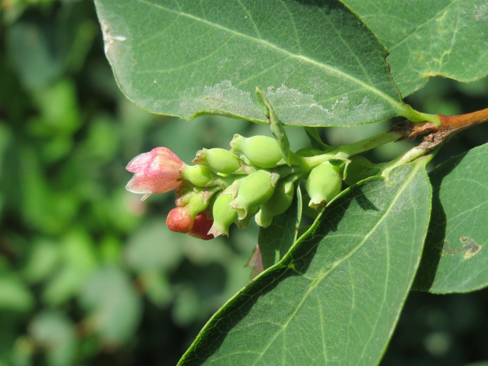 스노우베리 - Snowberry, waxberry, ghostberry, Symphoricarpos spp.