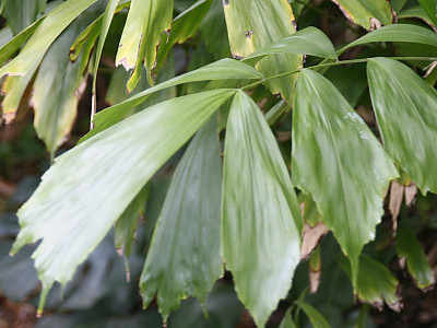 아렌가 코데이터 사진 - Arenga caudata Photos