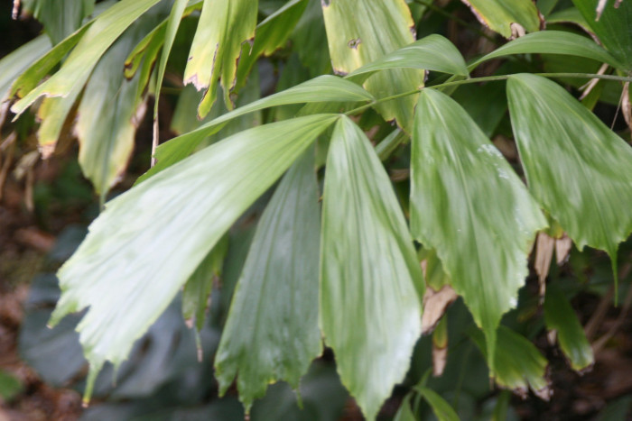 아렌가 코데이터 - Miniature Sugar Palm, Arenga caudata
