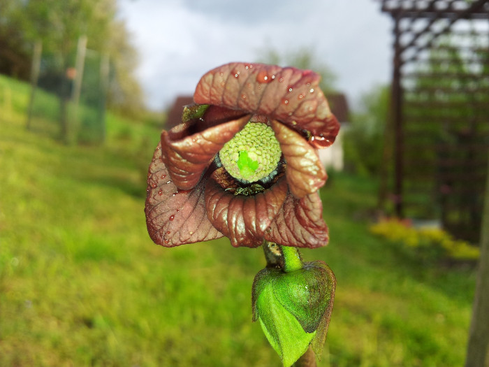 포포나무 - Sunflower pawpaw, Asimina triloba