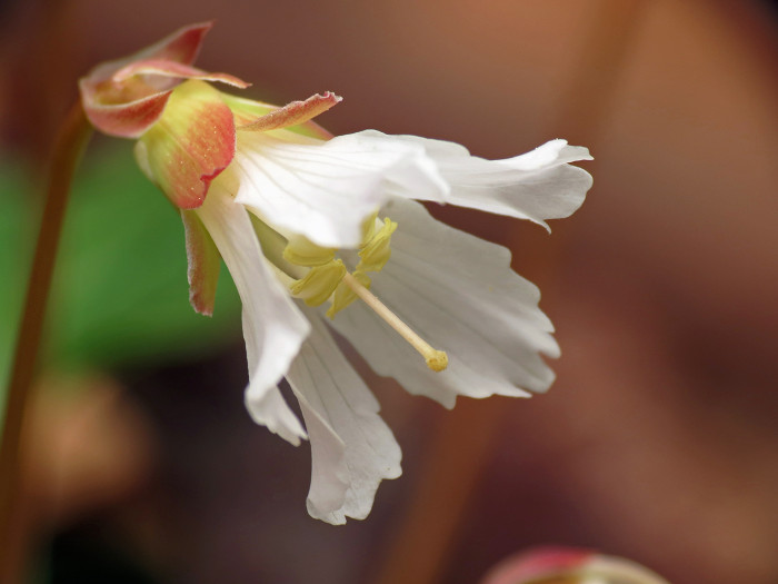 오코니벨 - Oconee Bells , Shortia galacifolia var. galacifolia