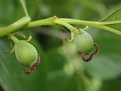 푸조나무 사진 - Aphananthe aspera (Thunb.) Planch. Photos