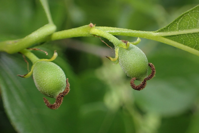 푸조나무 - Muku Tree, Aphananthe aspera (Thunb.) Planch.