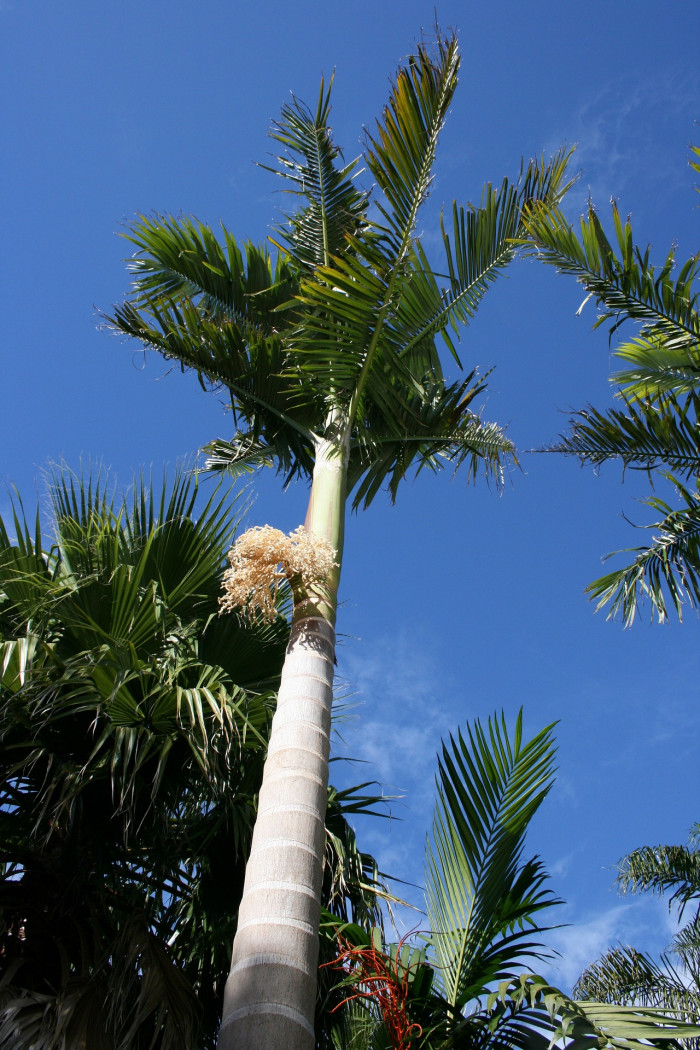 알렉산드라야자 - Alexander palm, Alexandra palm, King Alexander palm, King palm, Northern bangalow palm, Archontophoenix alexandrae 