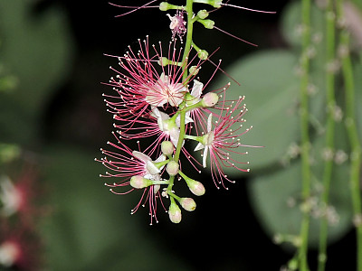 담수맹그로브 사진 - Barringtonia acutangula Photos