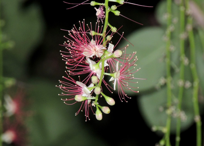 담수맹그로브 - Freshwater Mangrove, Barringtonia acutangula