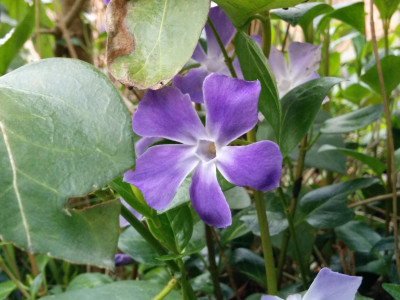 빈카마이너 사진 - Vinca minor L. Photos
