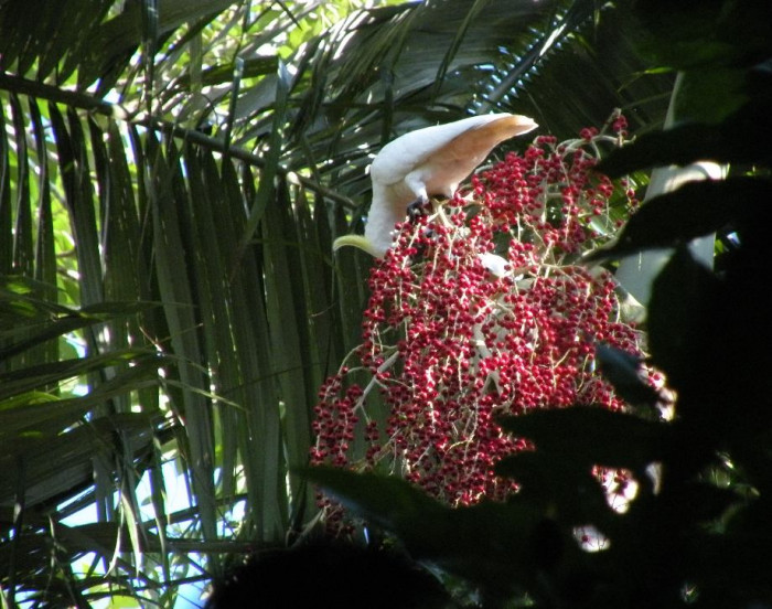 알렉산드라야자 - Alexander palm, Alexandra palm, King Alexander palm, King palm, Northern bangalow palm, Archontophoenix alexandrae 
