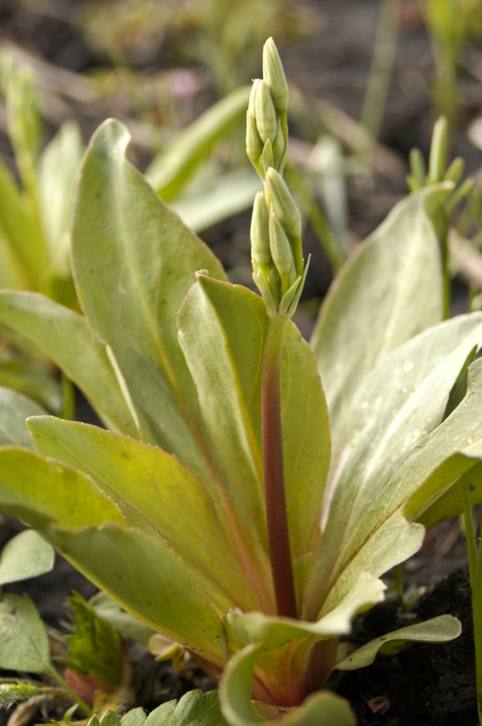인디언앵초 - shooting star, American cowslip, mosquito bills, mad violets, sailor caps, Dodecatheon