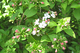 댕강나무 - Abelia mosanensis T.H.Chung ex Nakai
