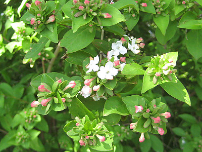 댕강나무 사진 - Abelia mosanensis T.H.Chung ex Nakai Photos