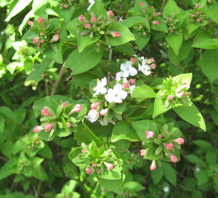 댕강나무 - Abelia mosanensis T.H.Chung ex Nakai