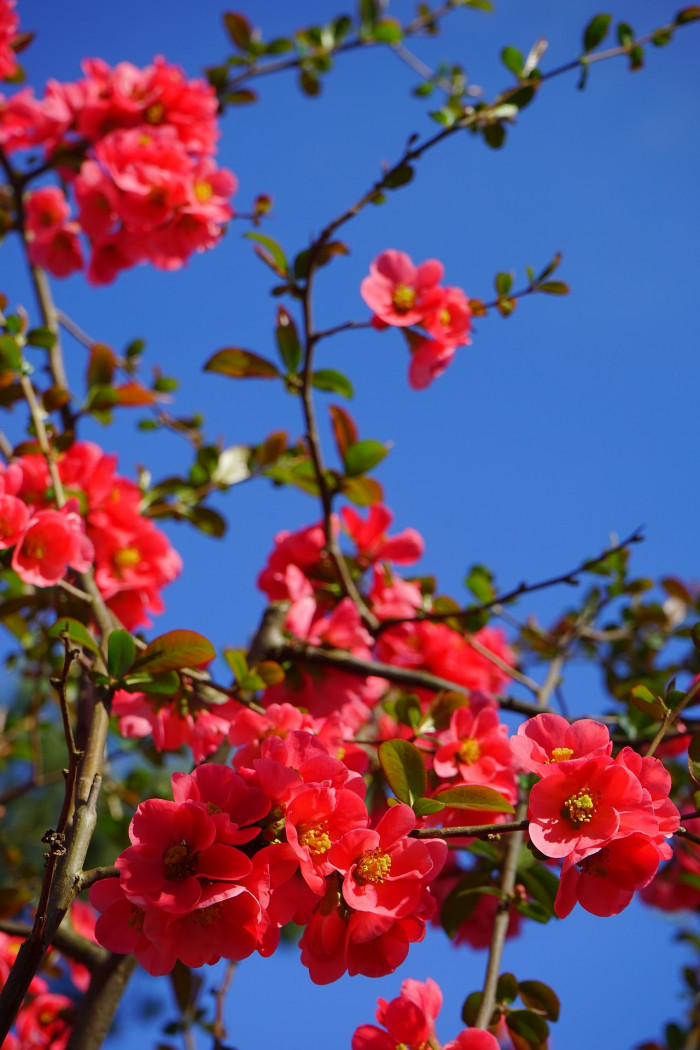 장수매 - Chaenomeles lagenaria cv.